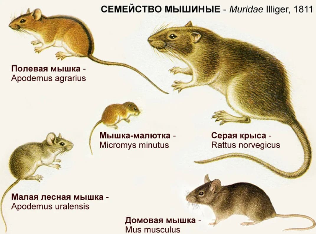 Какие есть мыши. Семейство мышиные представители. Строение мыши полевки. Разница крысы и мыши полевки. Мышь полевка Размеры.