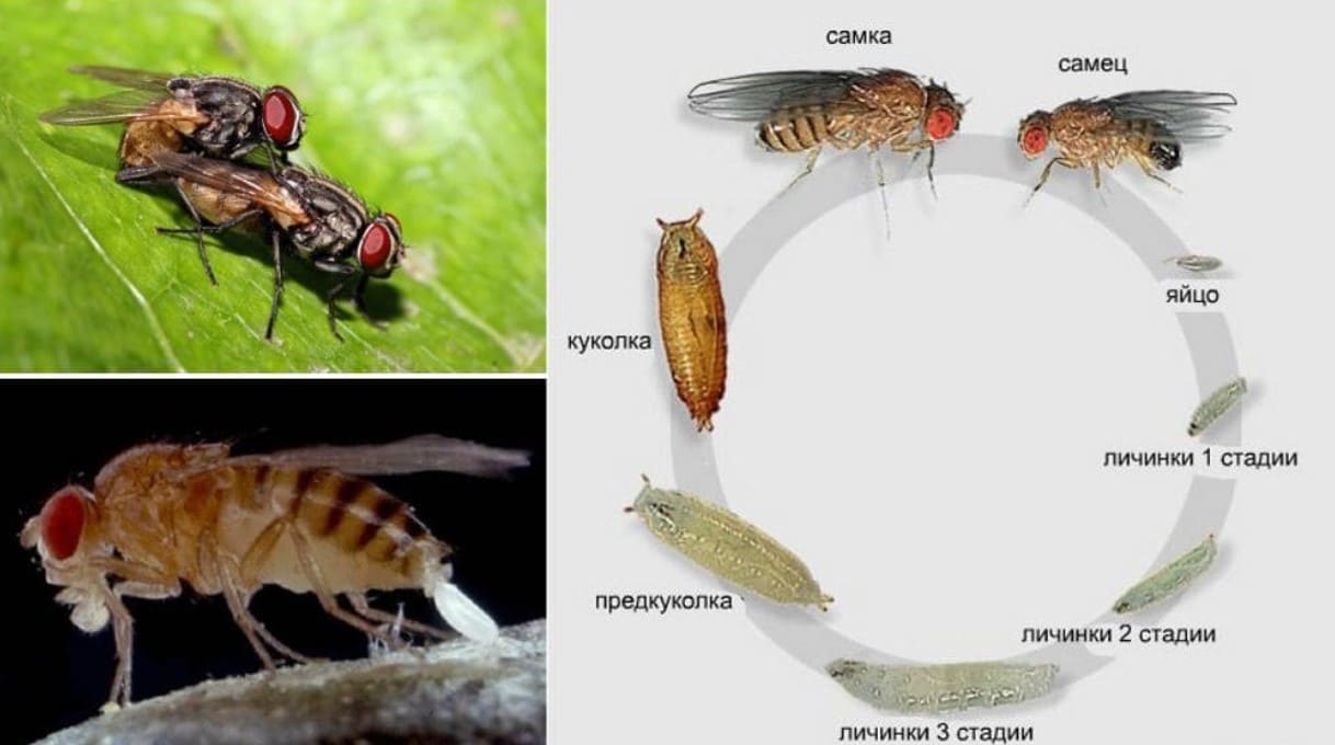 Развитие мухи. Муха осенняя жигалка жизненный цикл. Вольфартова Муха жизненный цикл личинки. Личинки мухи стадии развития.